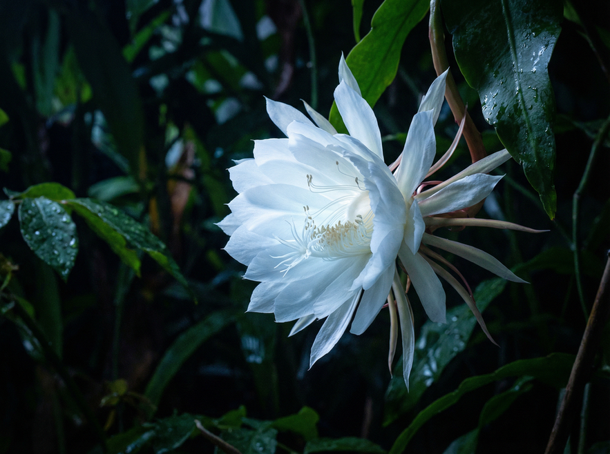 黑丝植物短视频